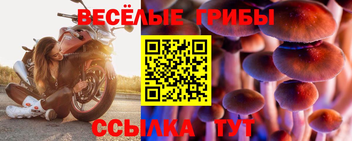 Донской  Галлюциногенные грибы Cubensis  Вход с VPN  Псилоцибиновые грибы ЛСД 